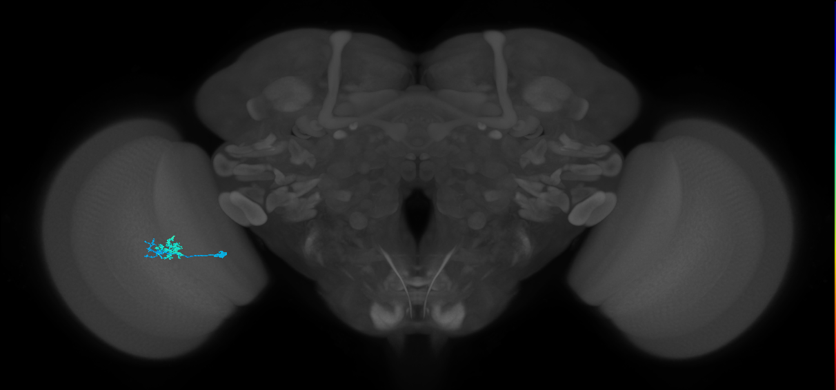 Dm10_L (MaleCNS:156952)