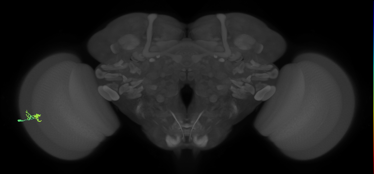 Dm10_L (MaleCNS:156987)