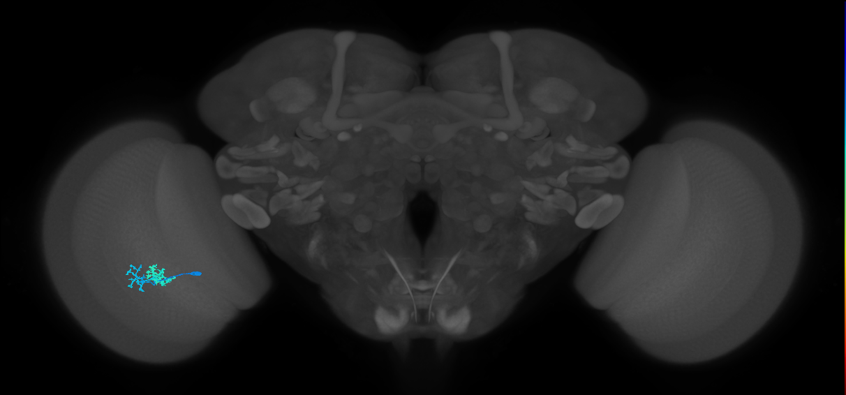 Dm10_L (MaleCNS:103468)