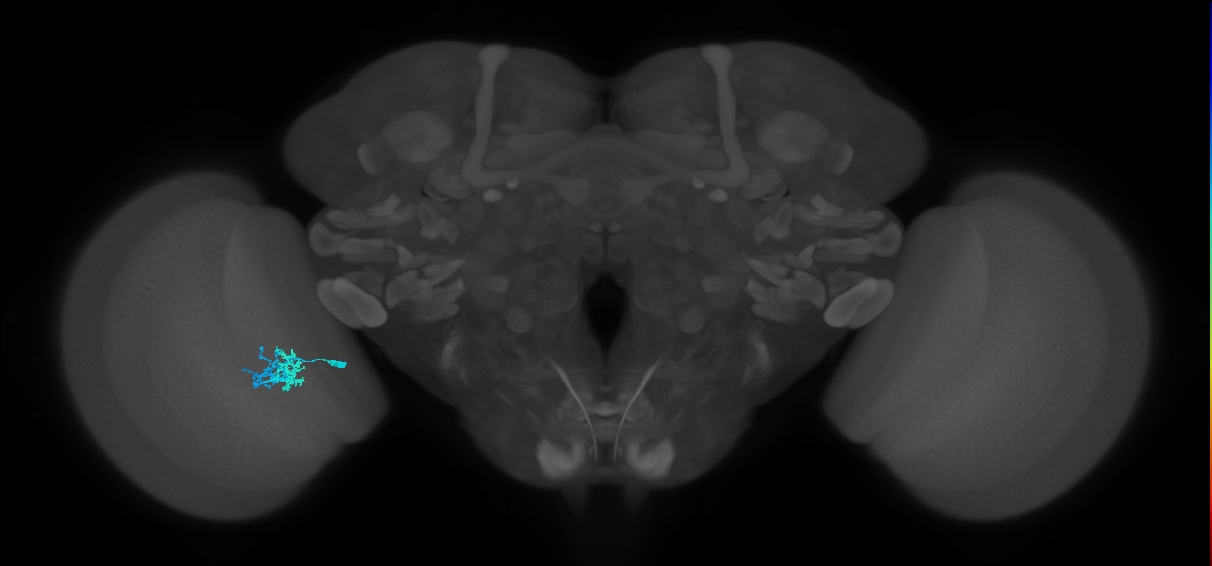 Dm10_L (MaleCNS:518946)