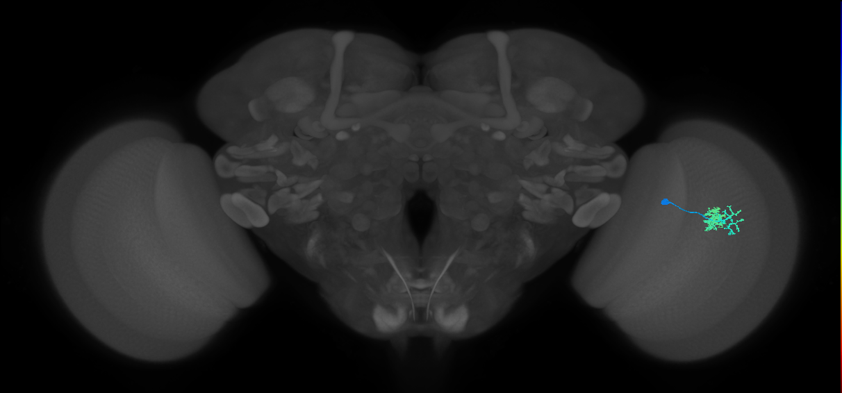 Dm10_R (MaleCNS:63877)