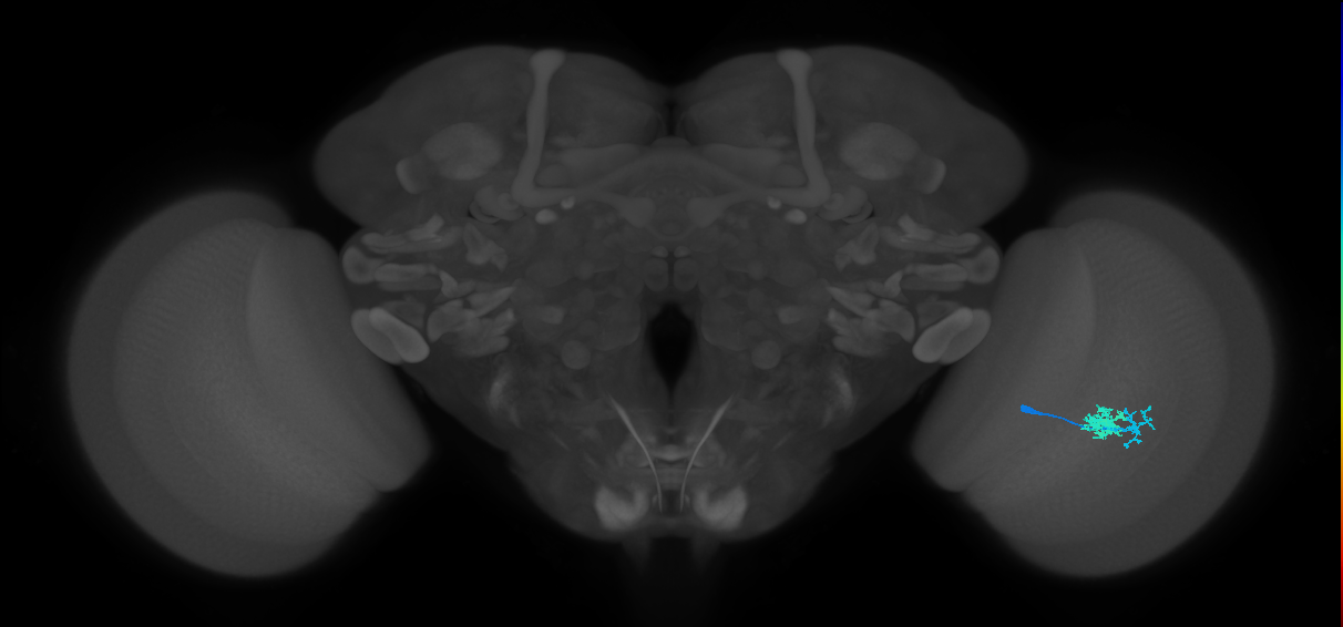 Dm10_R (MaleCNS:64628)
