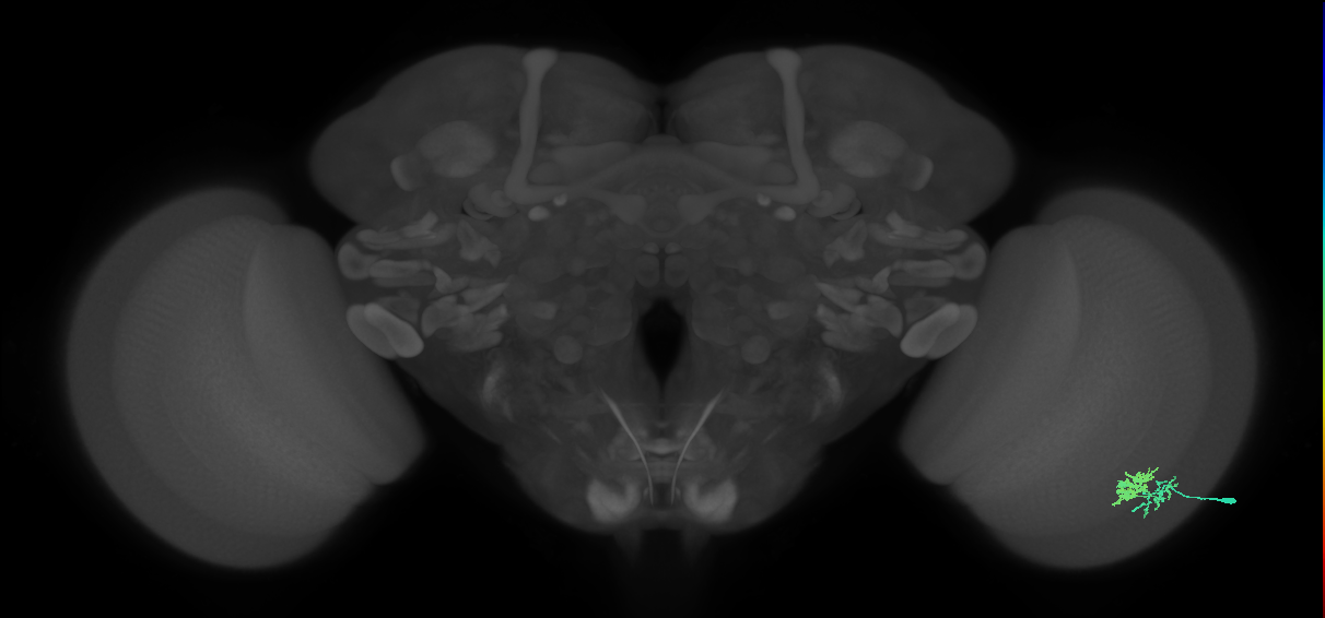 Dm10_R (MaleCNS:64880)