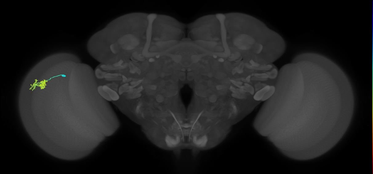 Dm10_L (MaleCNS:515882)