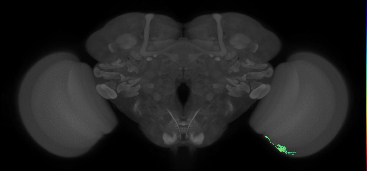 Dm10_R (MaleCNS:149690)