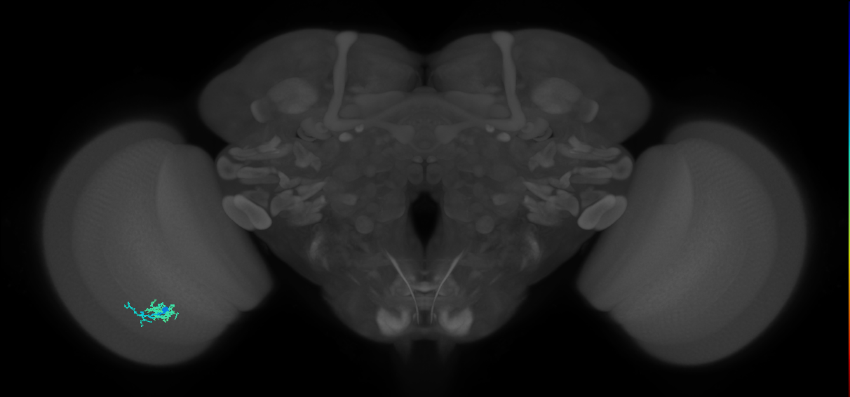 Dm10_L (MaleCNS:126457)