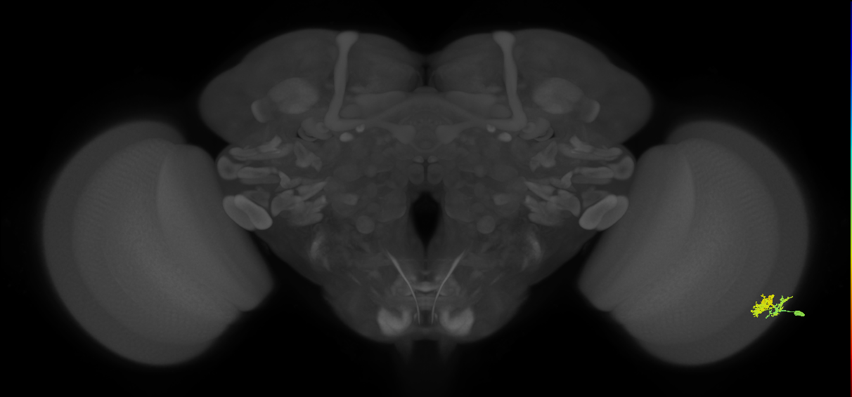Dm10_R (MaleCNS:50086)