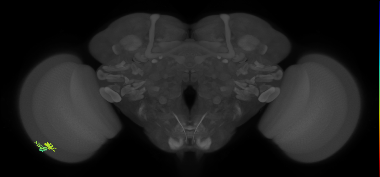 Dm10_L (MaleCNS:59464)