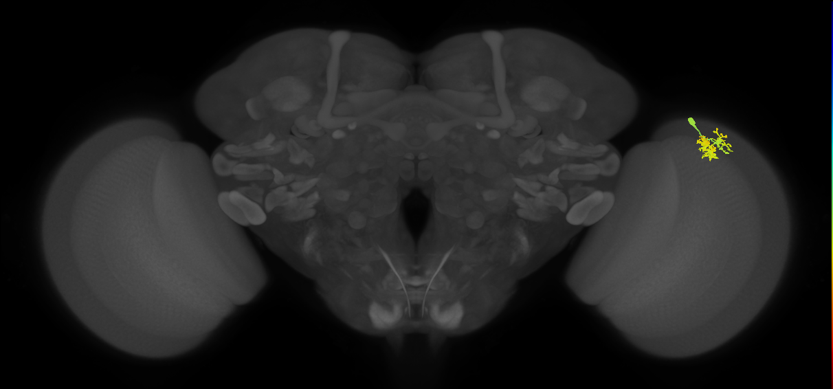 Dm10_R (MaleCNS:72126)