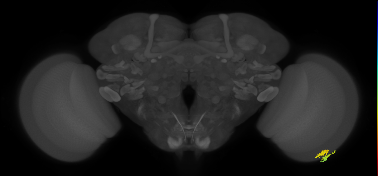 Dm10_R (MaleCNS:69143)
