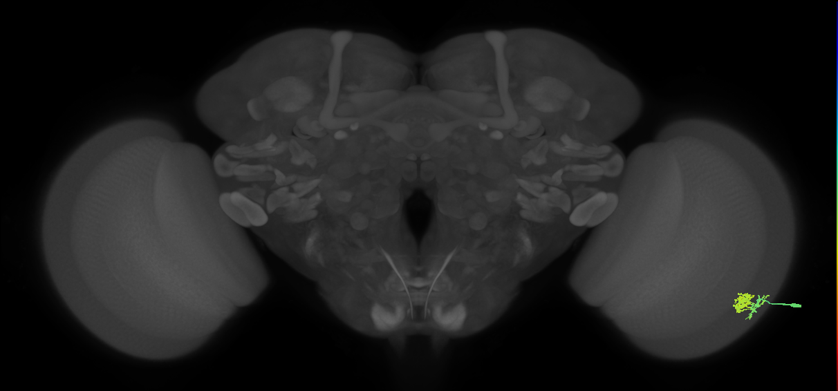 Dm10_R (MaleCNS:55684)