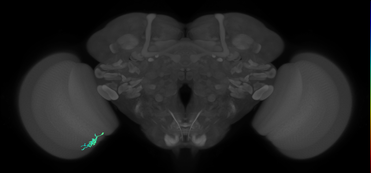 Dm10_L (MaleCNS:114019)