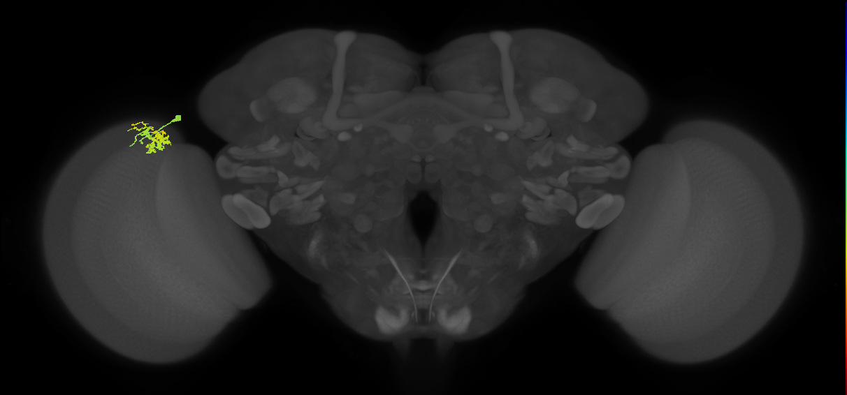 Dm10_L (MaleCNS:126708)