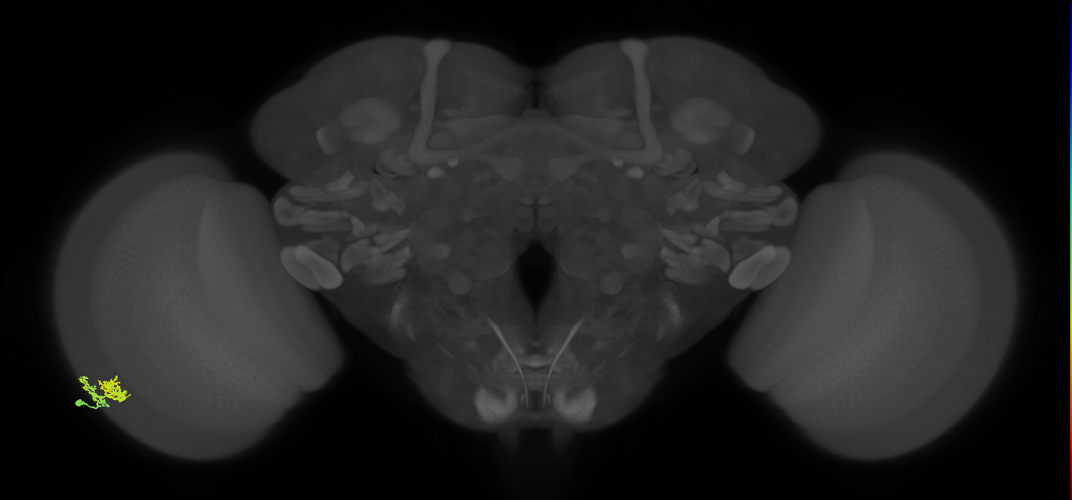 Dm10_L (MaleCNS:19465)