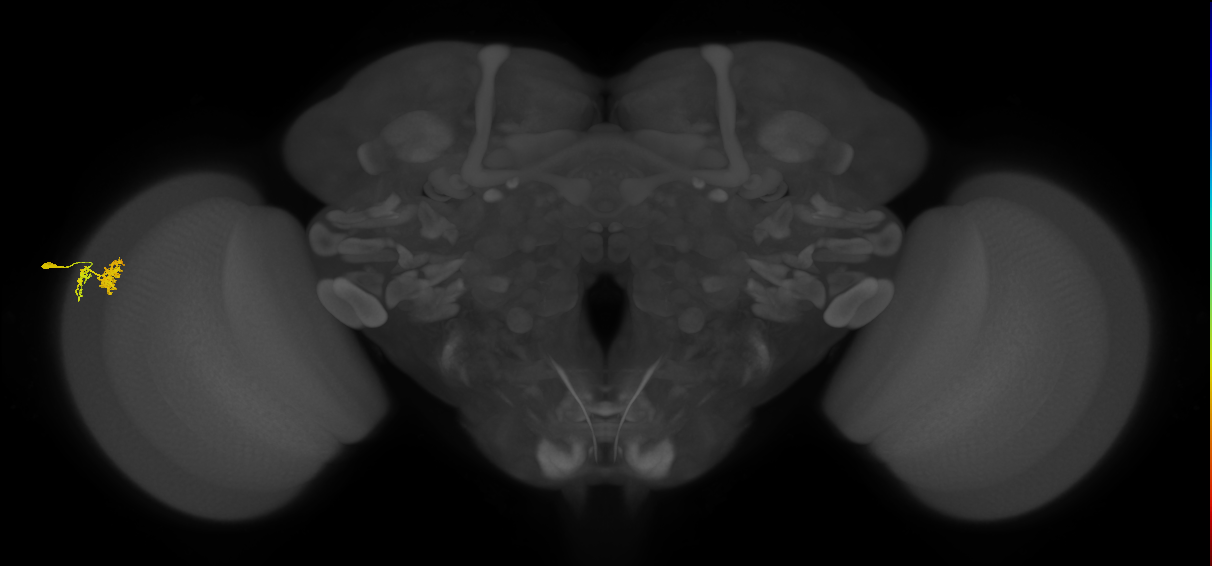 Dm10_L (MaleCNS:85431)