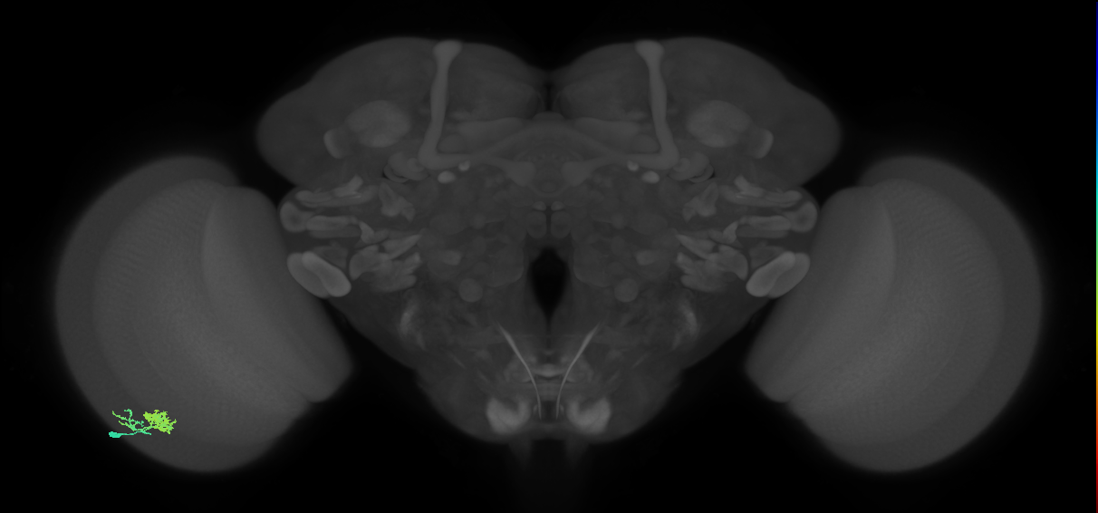 Dm10_L (MaleCNS:537173)