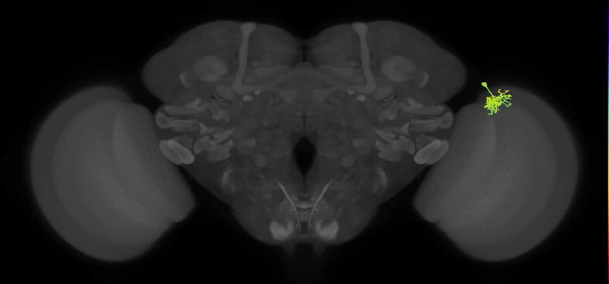Dm10_R (MaleCNS:65430)