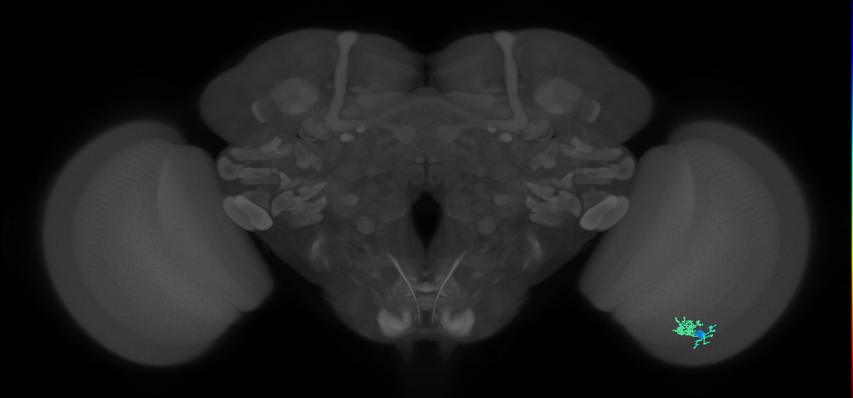Dm10_R (MaleCNS:74632)