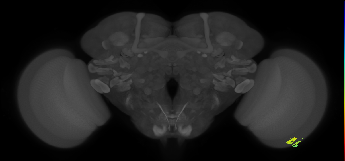 Dm10_R (MaleCNS:70897)