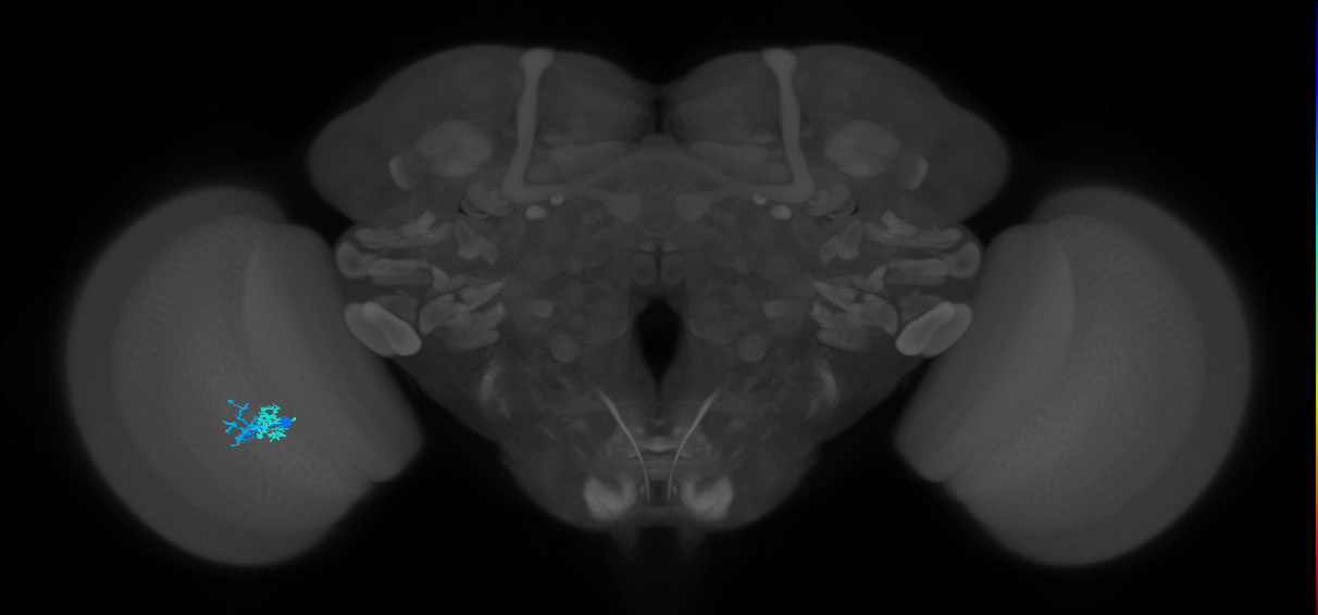 Dm10_L (MaleCNS:162662)