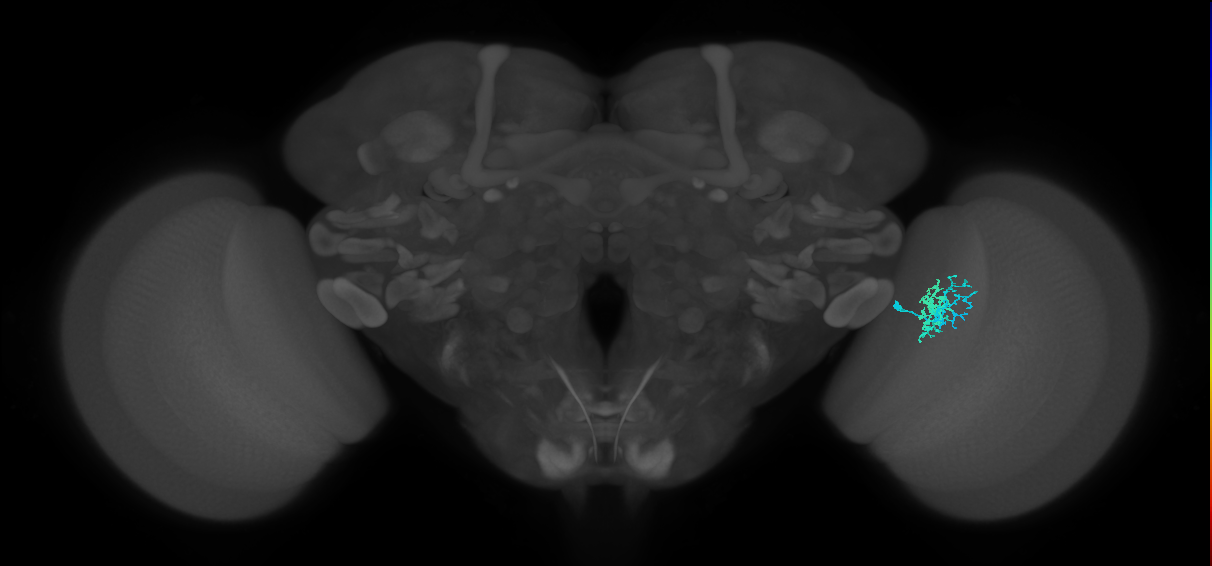 Dm10_R (MaleCNS:81016)