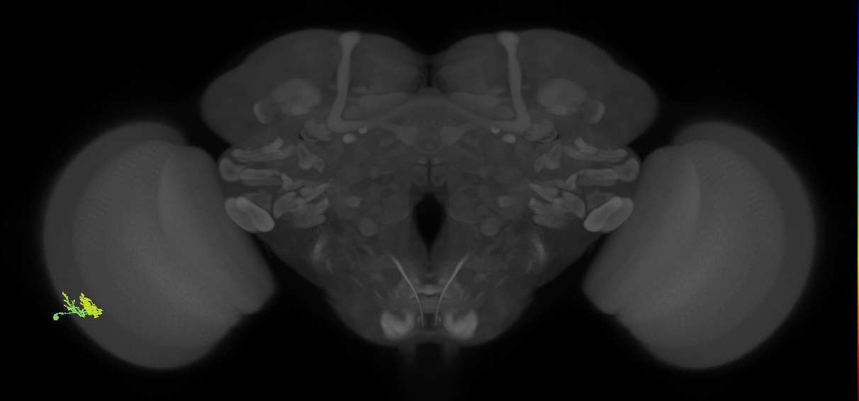 Dm10_L (MaleCNS:61897)