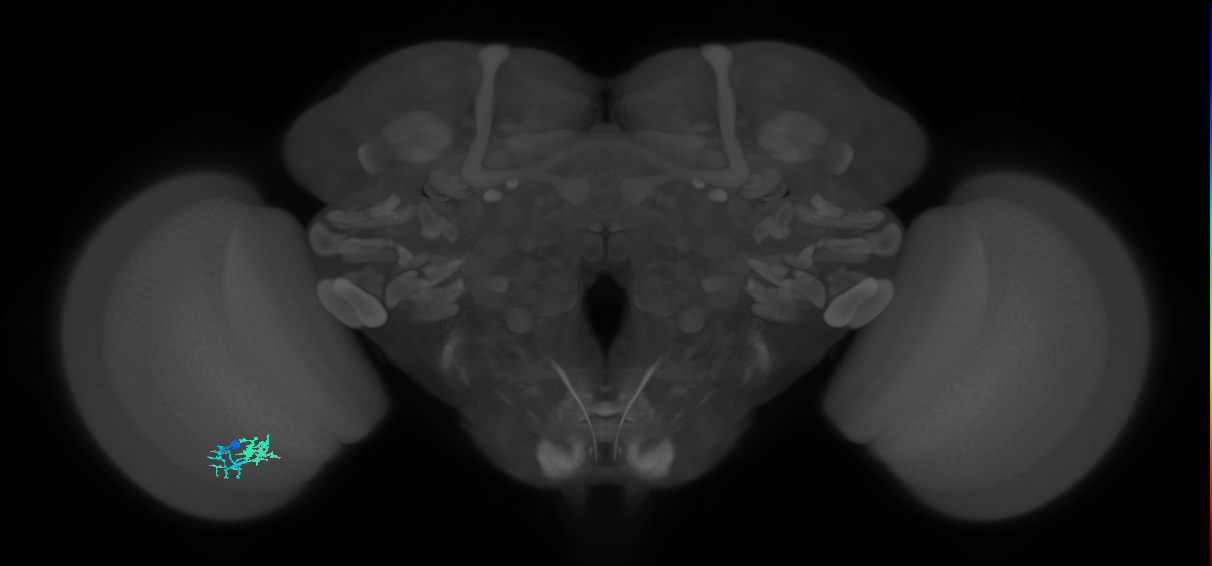 Dm10_L (MaleCNS:543837)