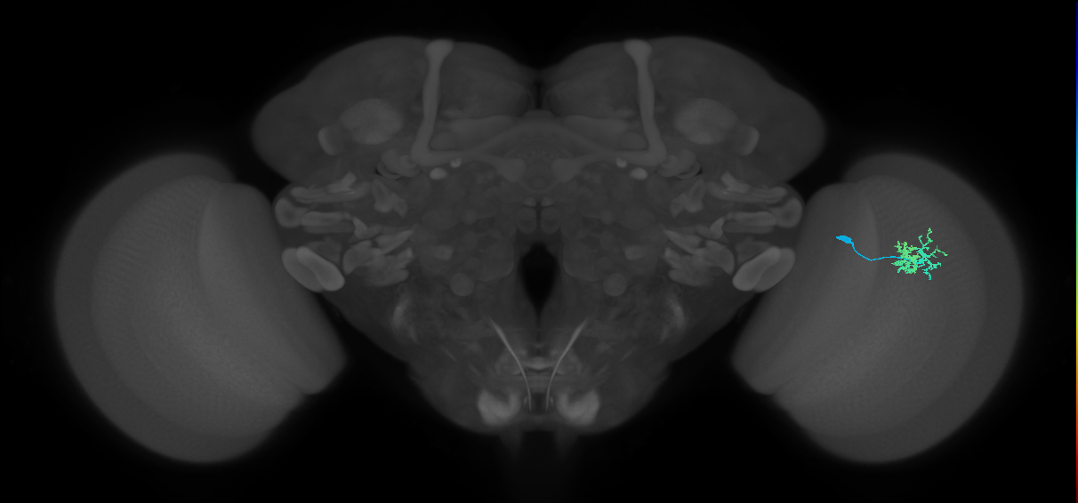 Dm10_R (MaleCNS:70834)