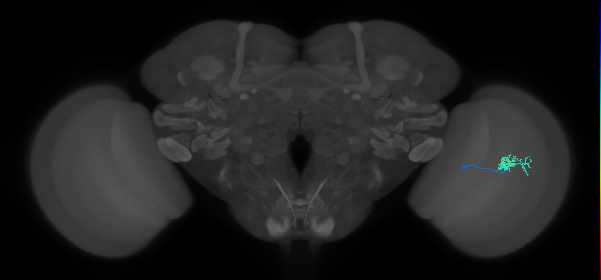 Dm10_R (MaleCNS:71016)