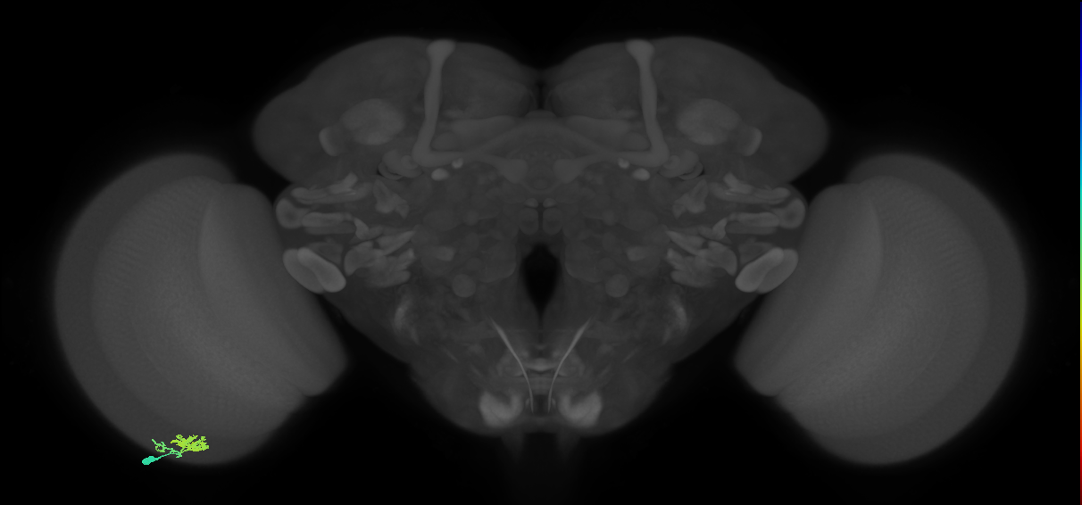 Dm10_L (MaleCNS:534910)