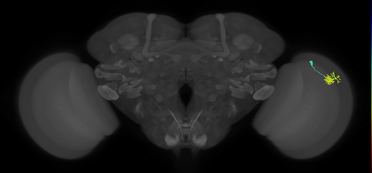 Dm10_R (MaleCNS:122078)