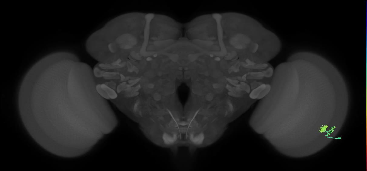 Dm10_R (MaleCNS:60296)