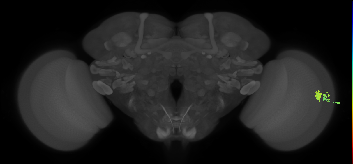 Dm10_R (MaleCNS:128943)