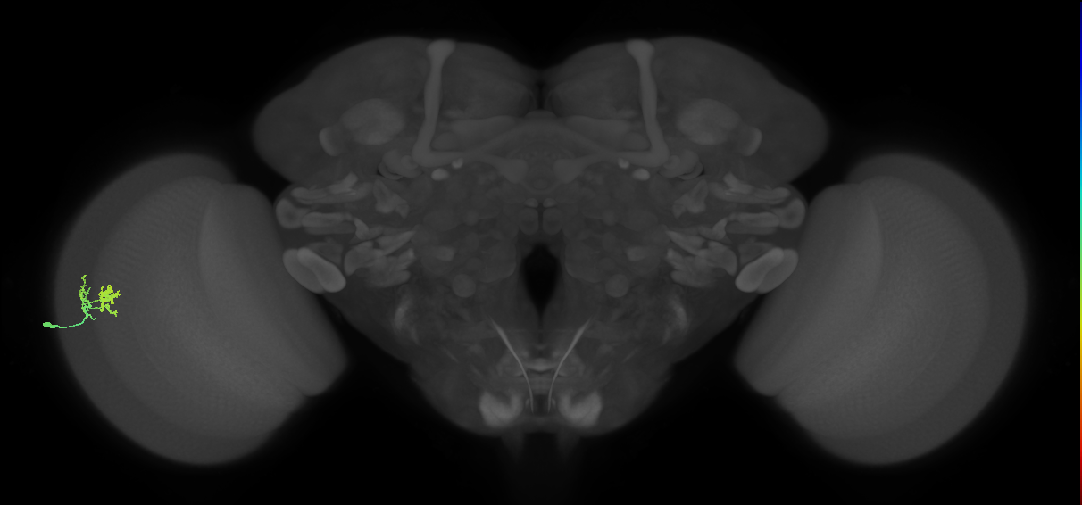 Dm10