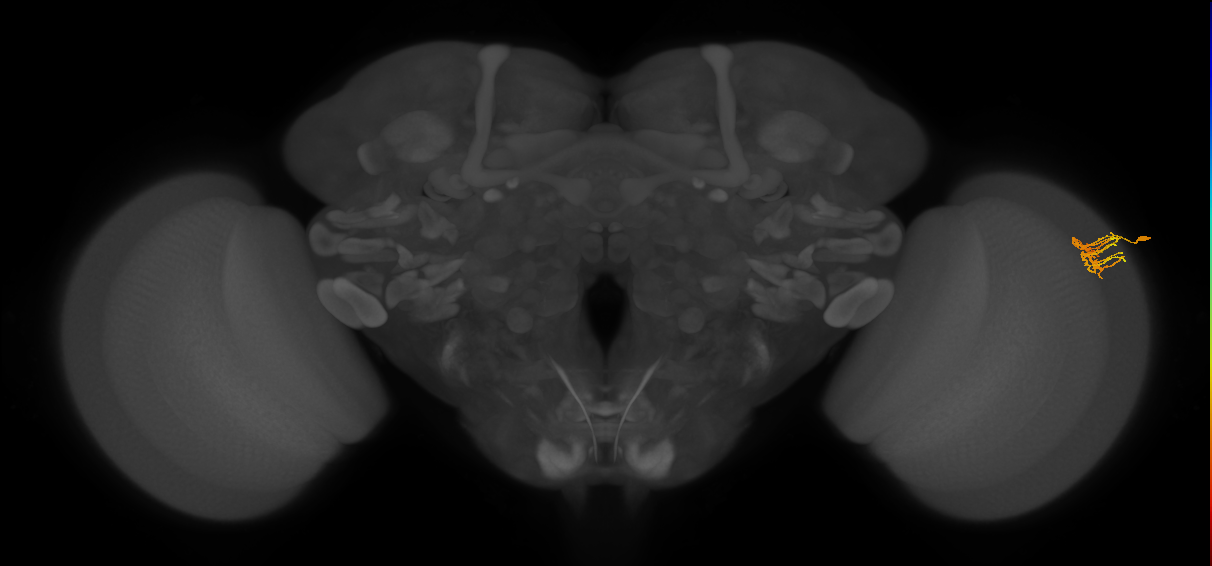 Dm11_R (MaleCNS:94010)