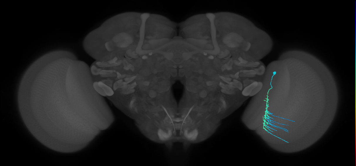 Dm11_R (MaleCNS:46910)