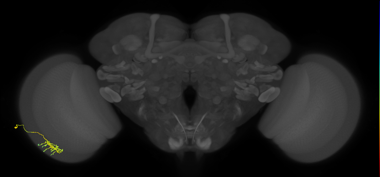 Dm11_L (MaleCNS:78004)
