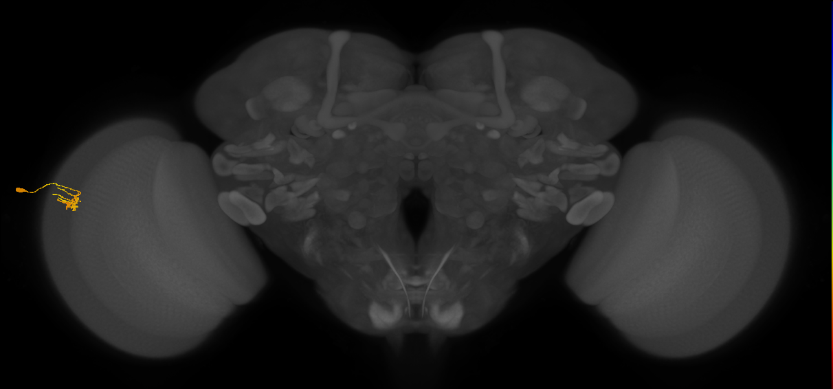 Dm11_L (MaleCNS:96860)