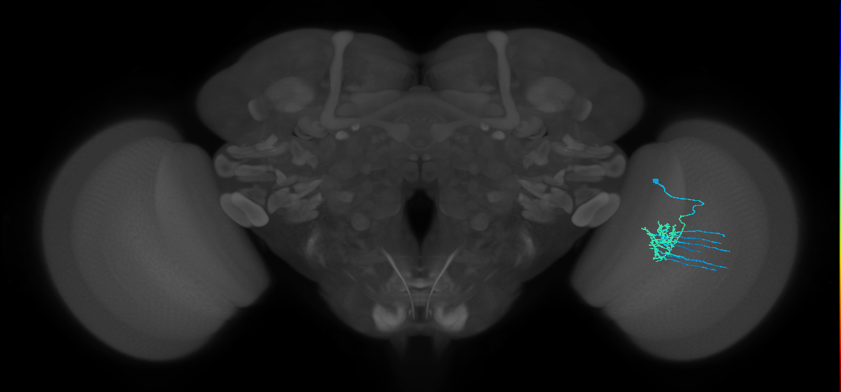 Dm11_R (MaleCNS:45860)
