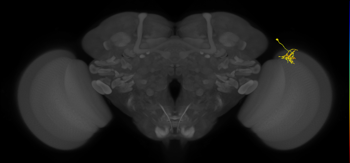 Dm11_R (MaleCNS:85774)