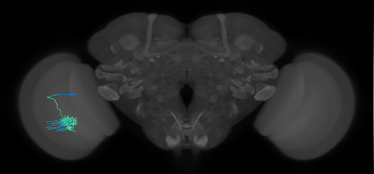 Dm11_L (MaleCNS:83910)