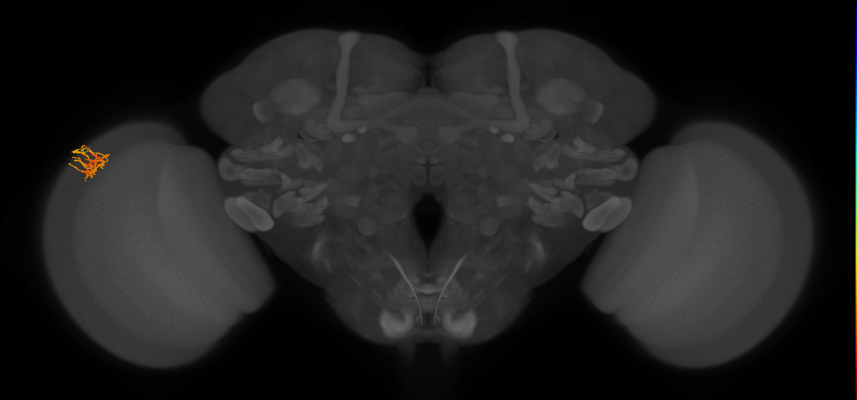 Dm11_L (MaleCNS:63900)