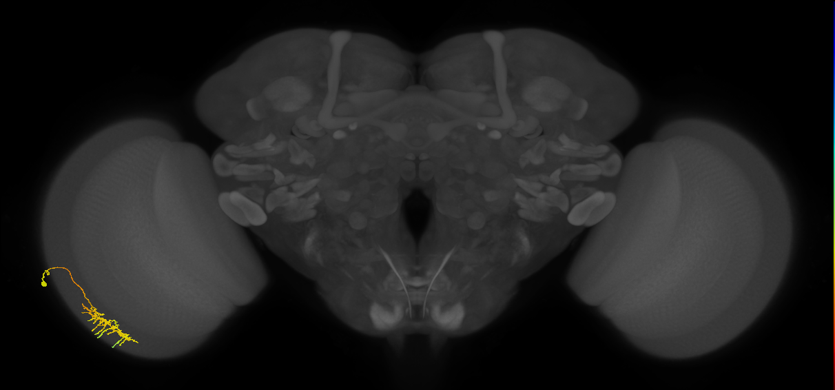 Dm11_L (MaleCNS:89596)