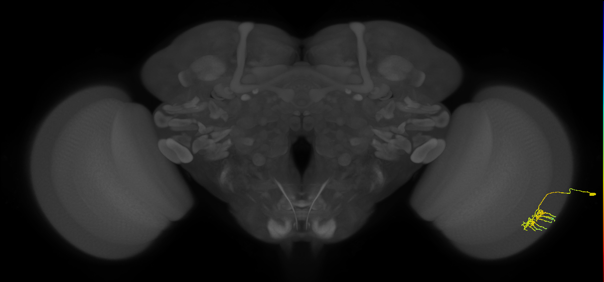 Dm11_R (MaleCNS:66916)