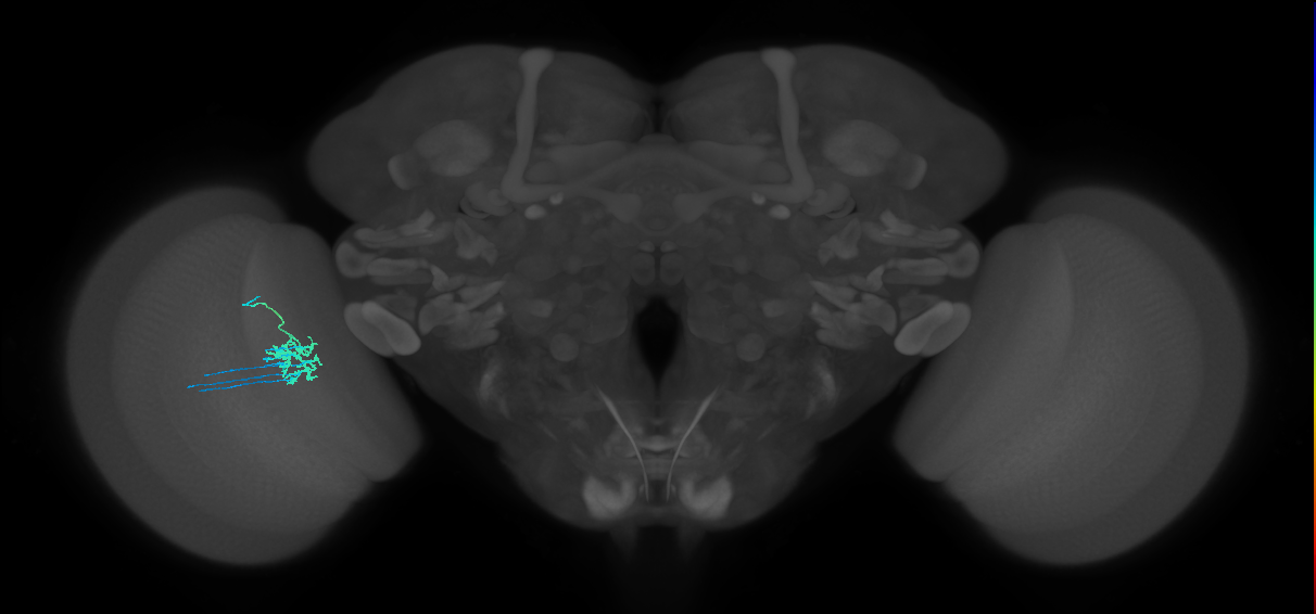 Dm11