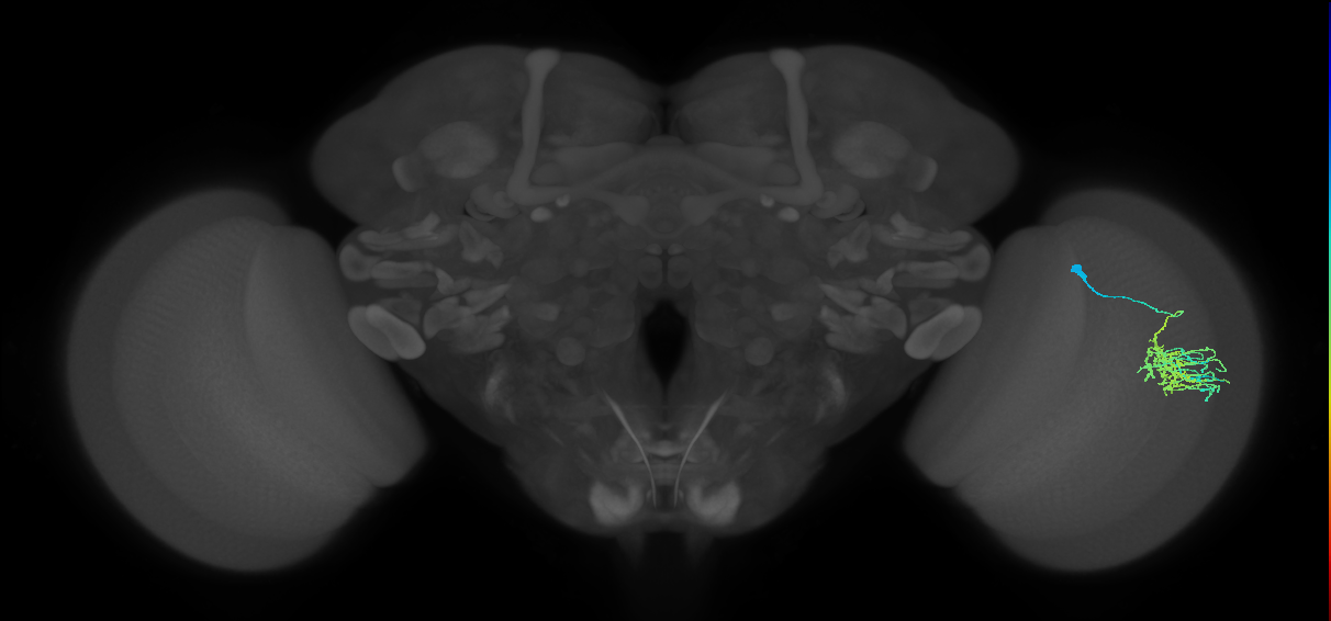 Dm11_R (MaleCNS:59154)