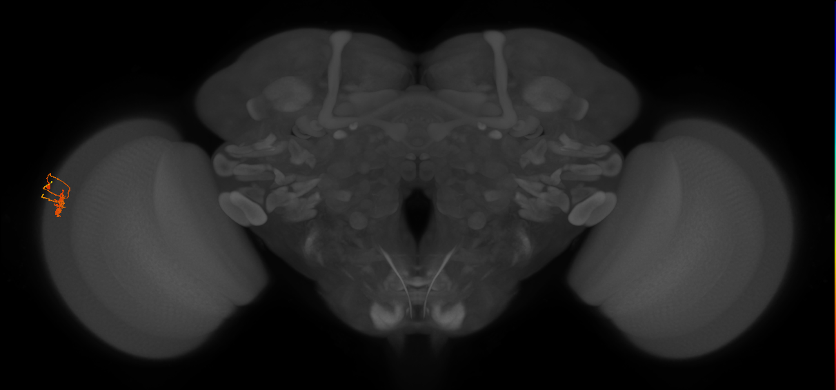 Dm11_L (MaleCNS:134291)