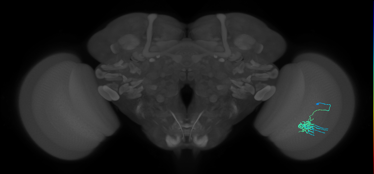 Dm11_R (MaleCNS:88608)