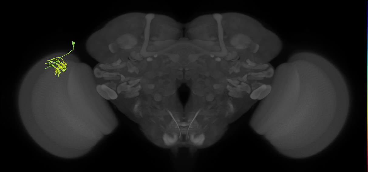 Dm11_L (MaleCNS:78969)