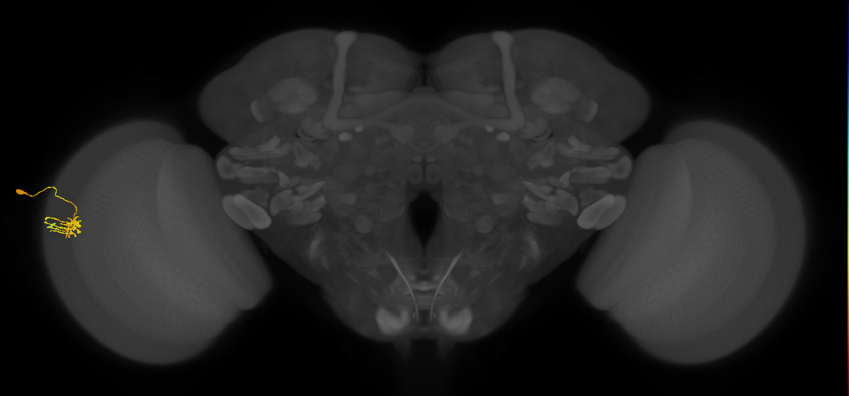 Dm11_L (MaleCNS:30447)